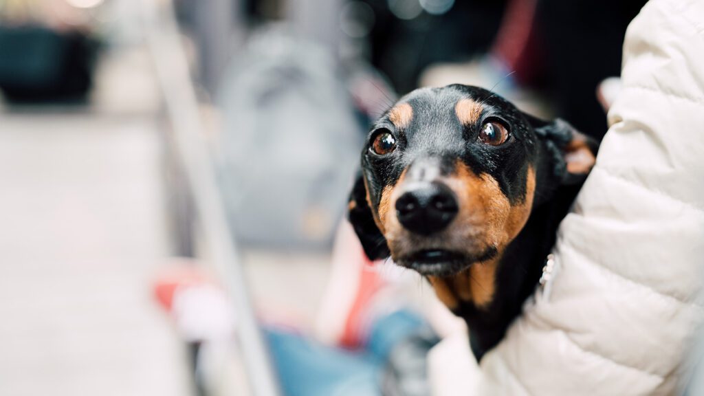 A brown and black dog looking at the camera