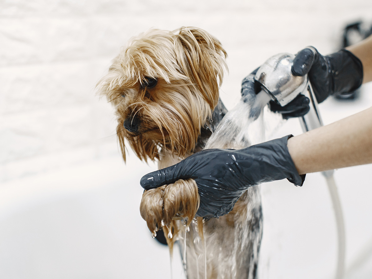 dog-bath-service bath