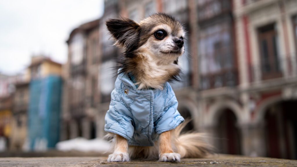 A little dog in a blue coat in the city