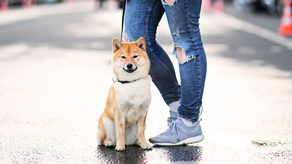 A dog sitting by its owner in a street