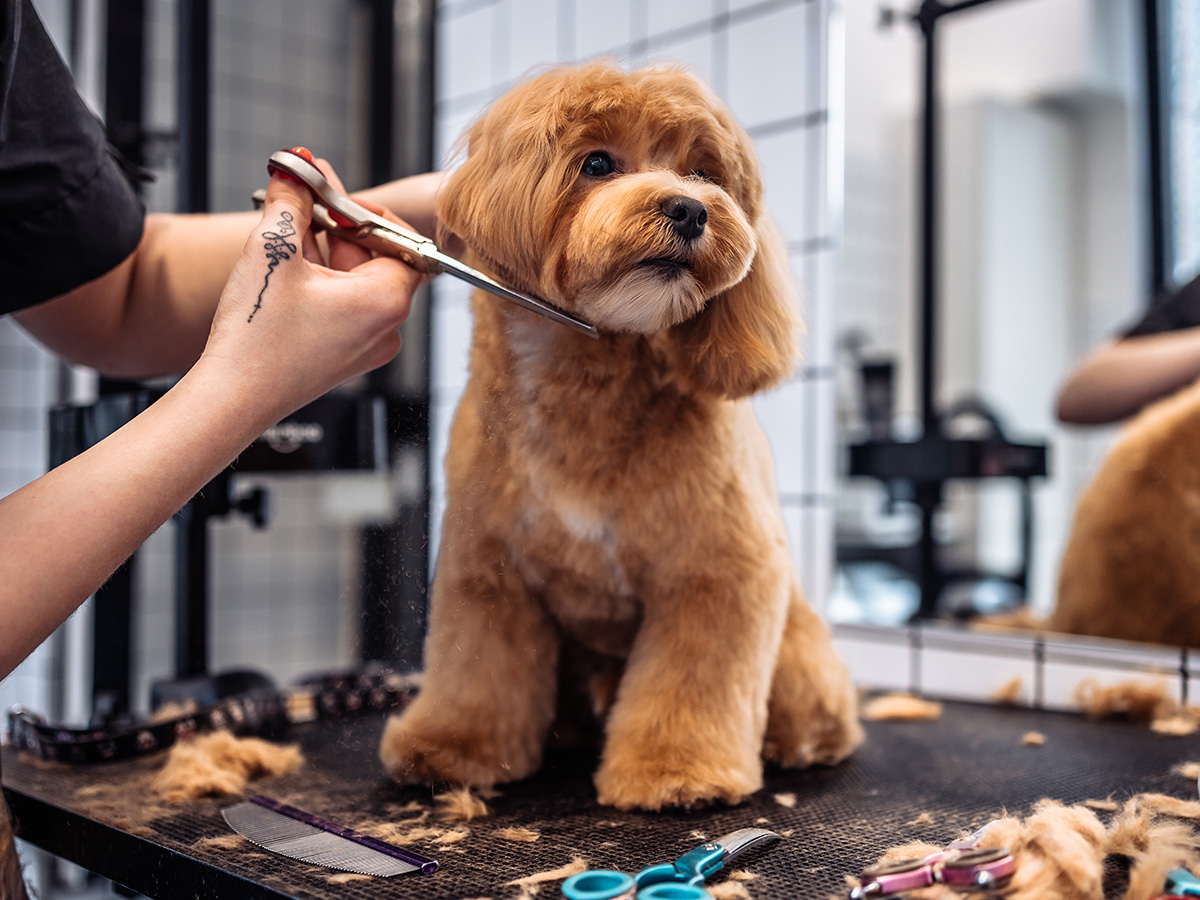 haircut-style white dog