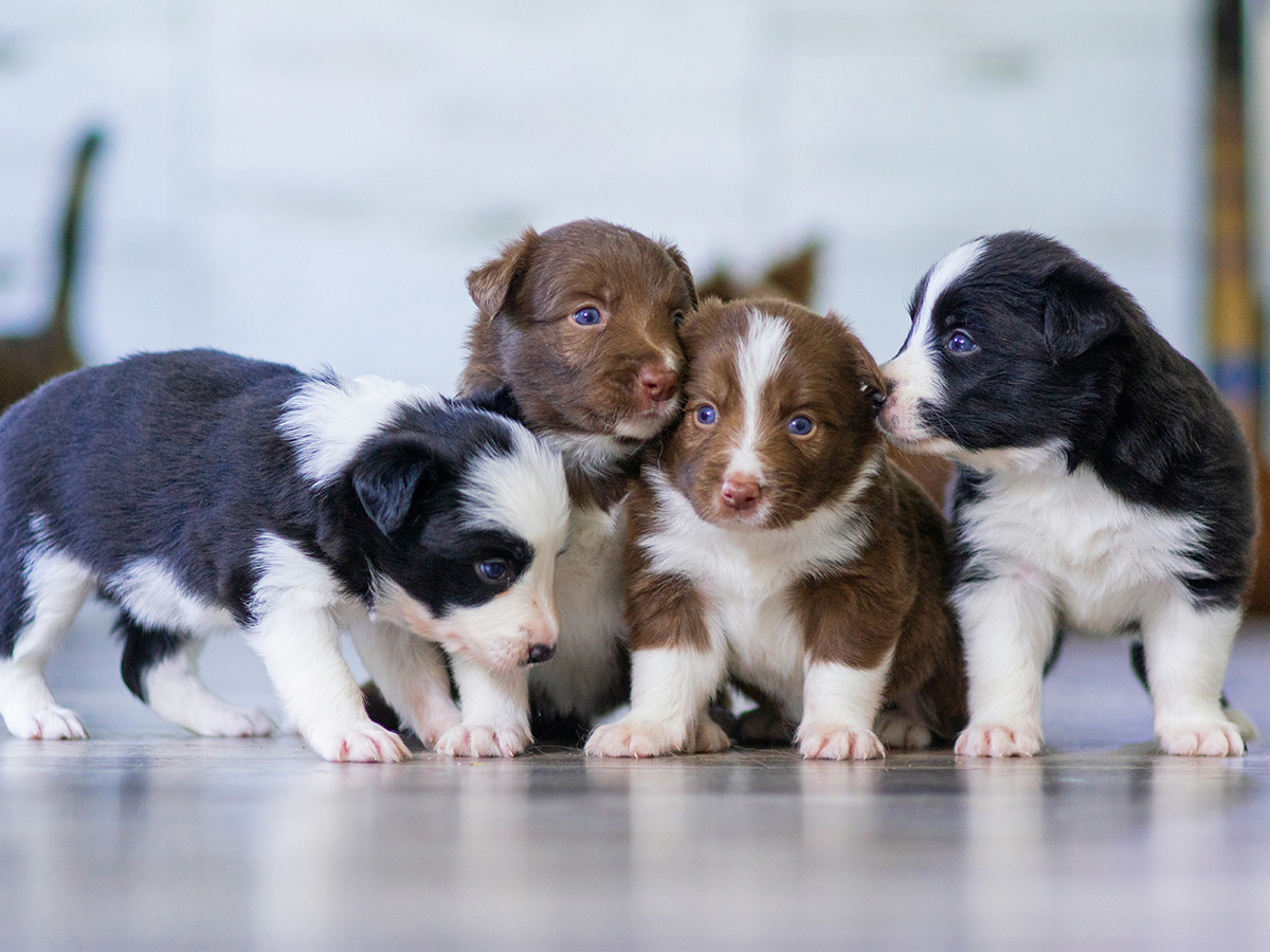 puppies nail trim
