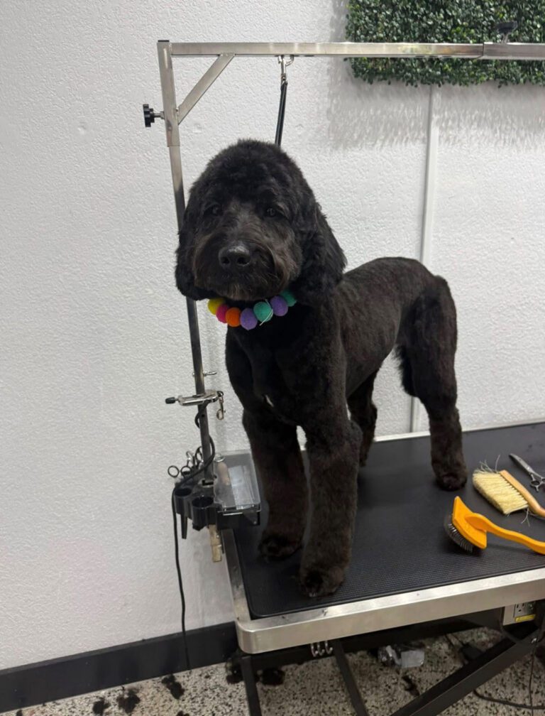 A black dog stands on a grooming stand