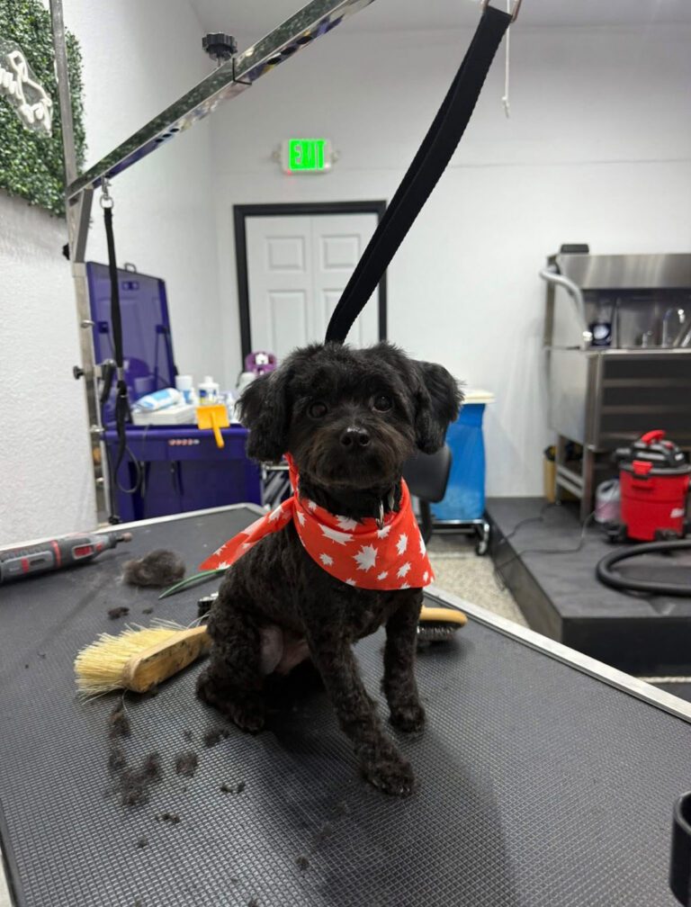 A little black dog wearing a bright red bandana
