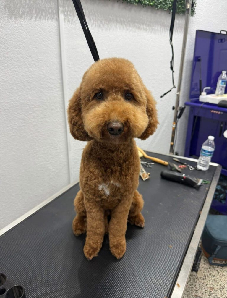 A brown fuzzy dog likes its new haircut