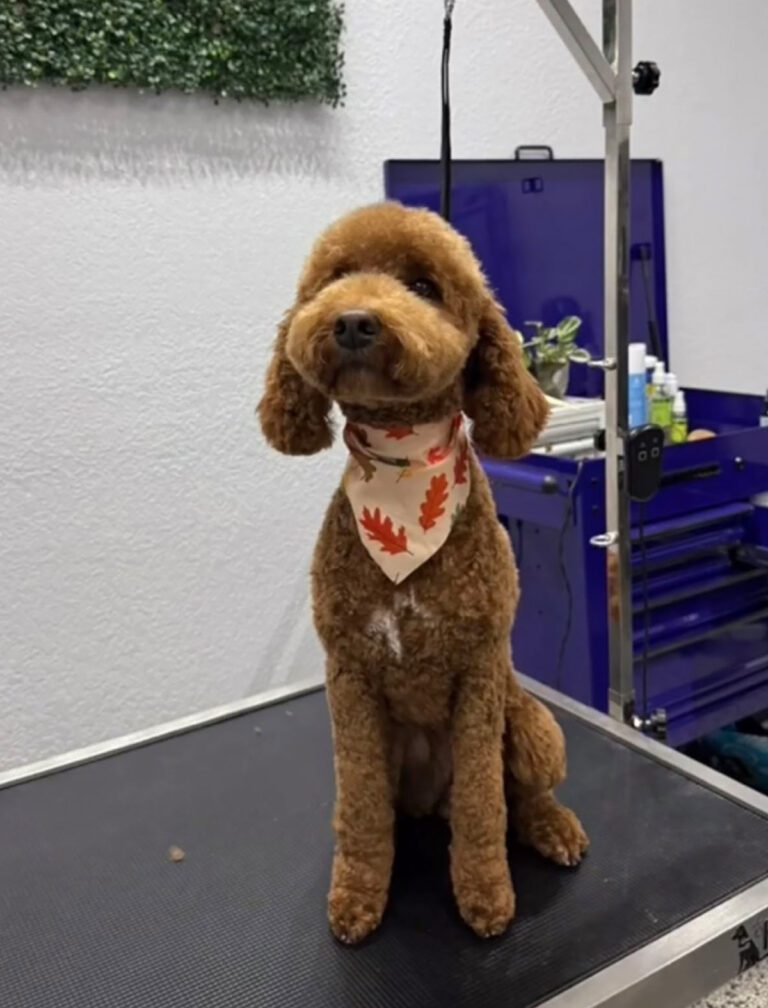 A brown dog sits happily after a haircut