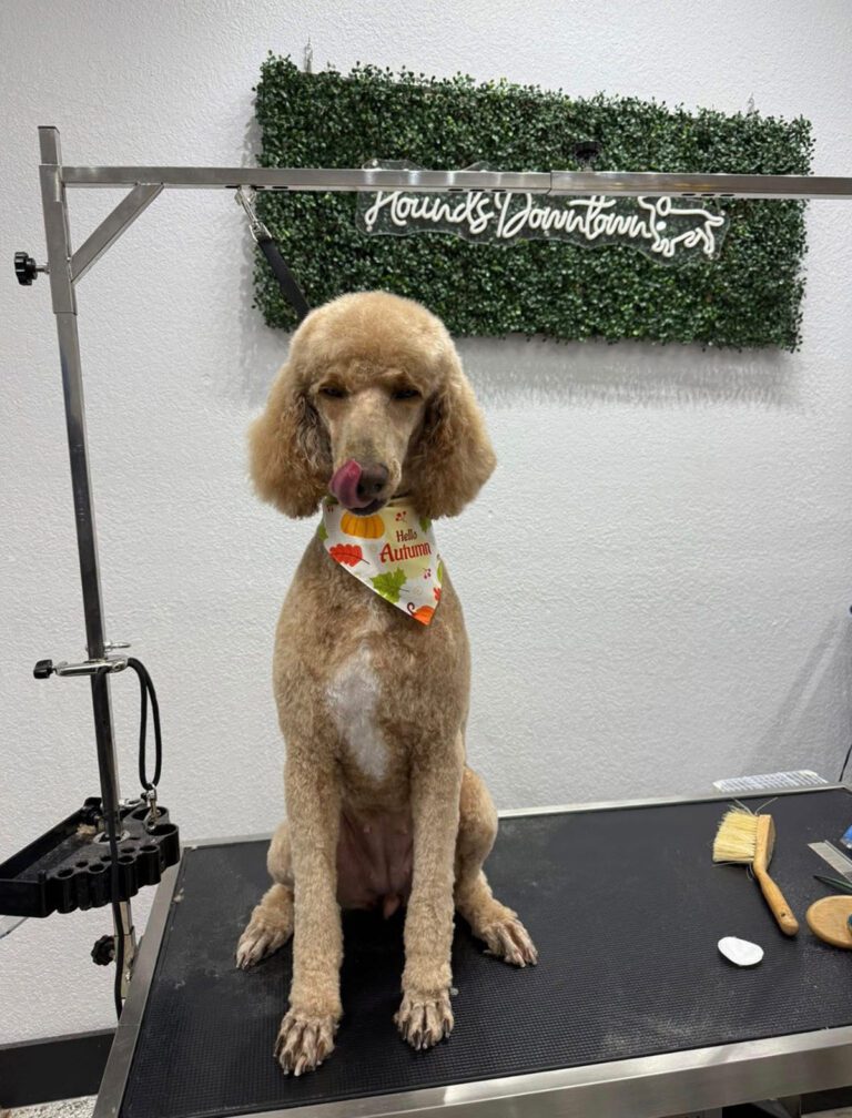 A brown poodle sits after a haircut
