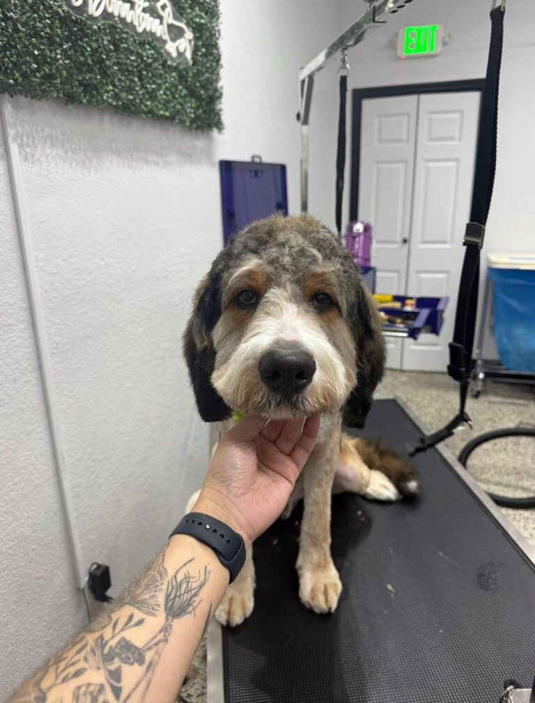 A dog gets posed after a fresh groom