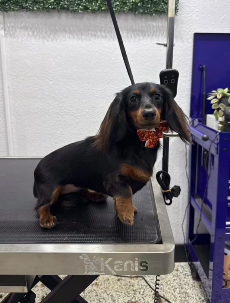 A little dog wears a bow tie