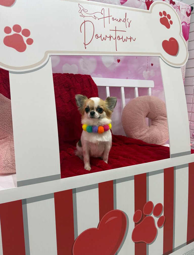 A little dog sitting in a valentine's photo booth