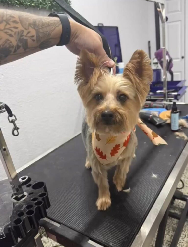 A dog posed after a groom