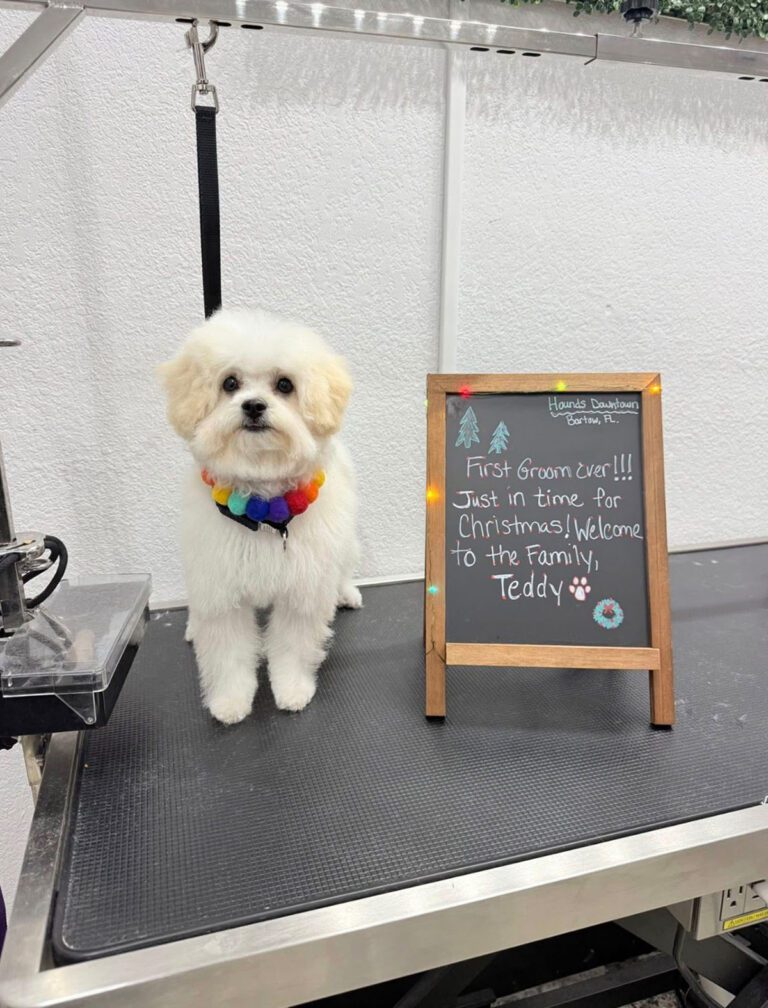 A little white dog's first groom