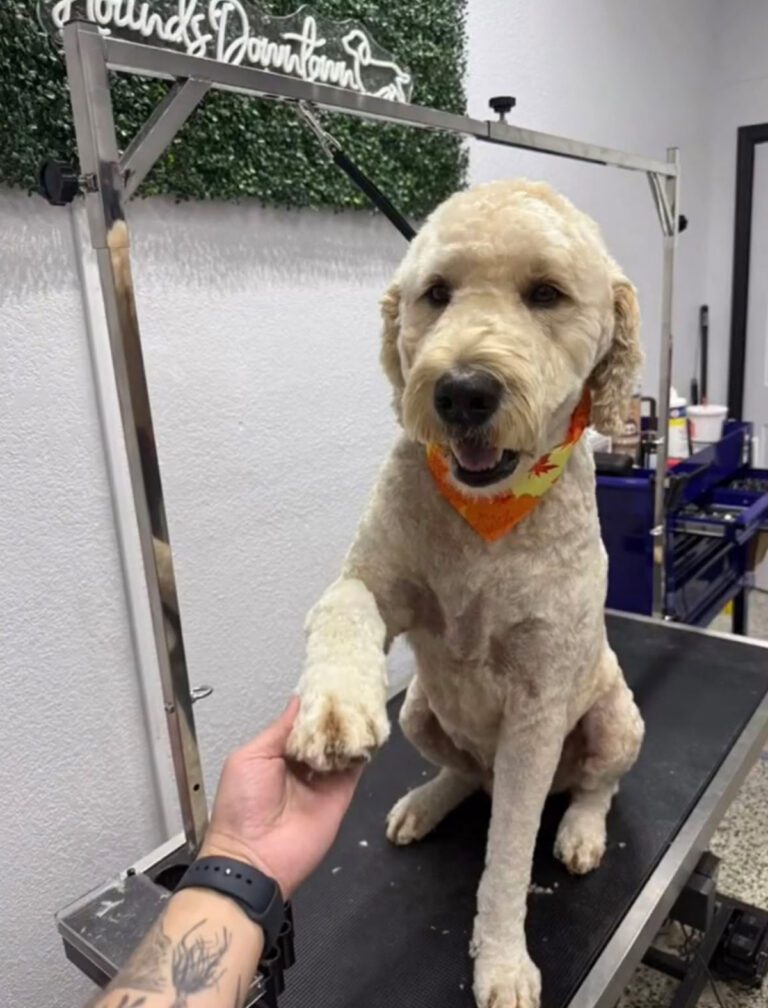 A happy dog shakes after a groom