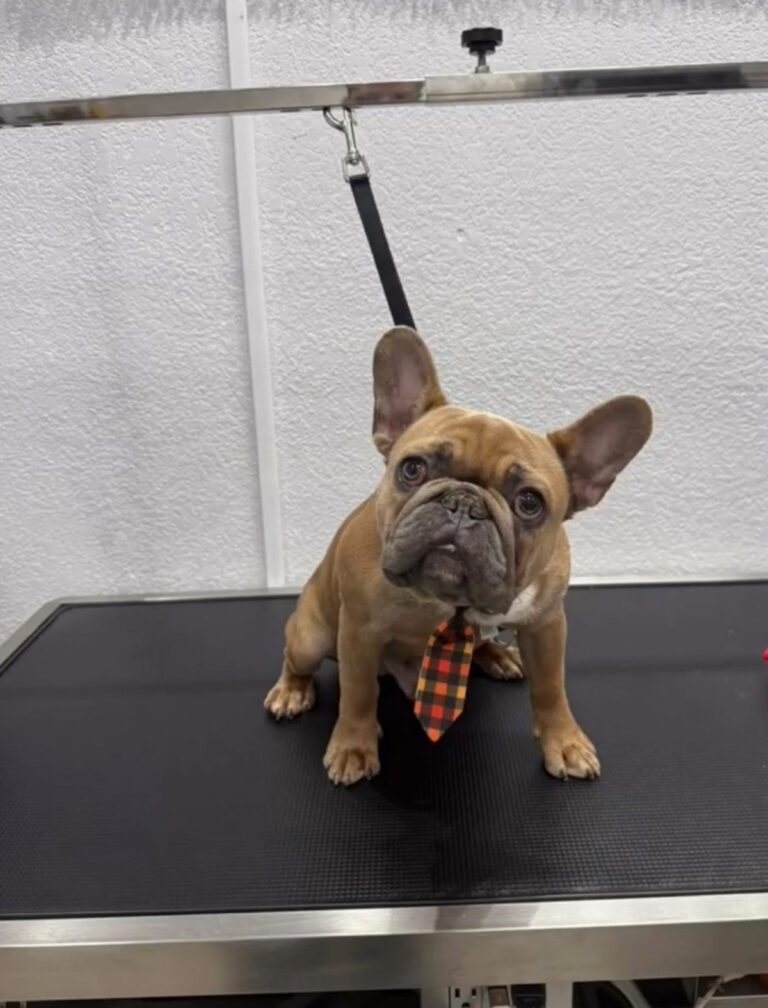 A frenchie wears a new tie