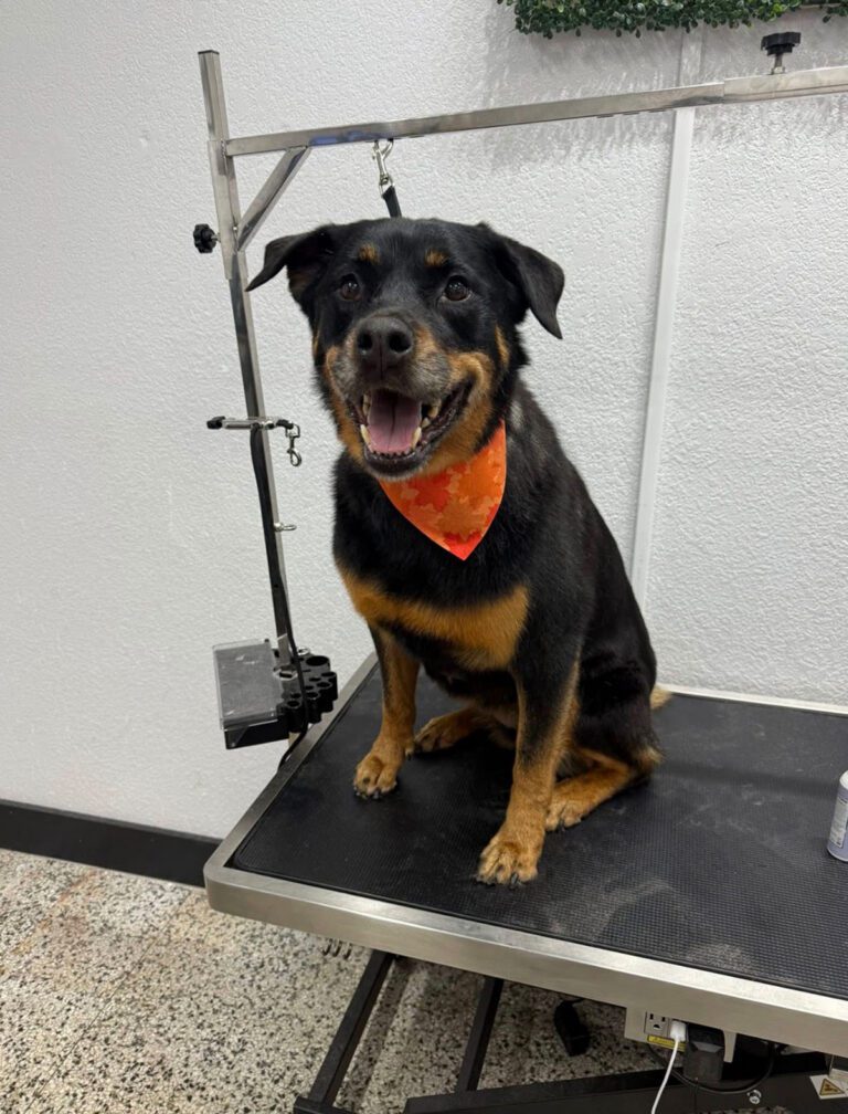 A happy dog approves of its haircut