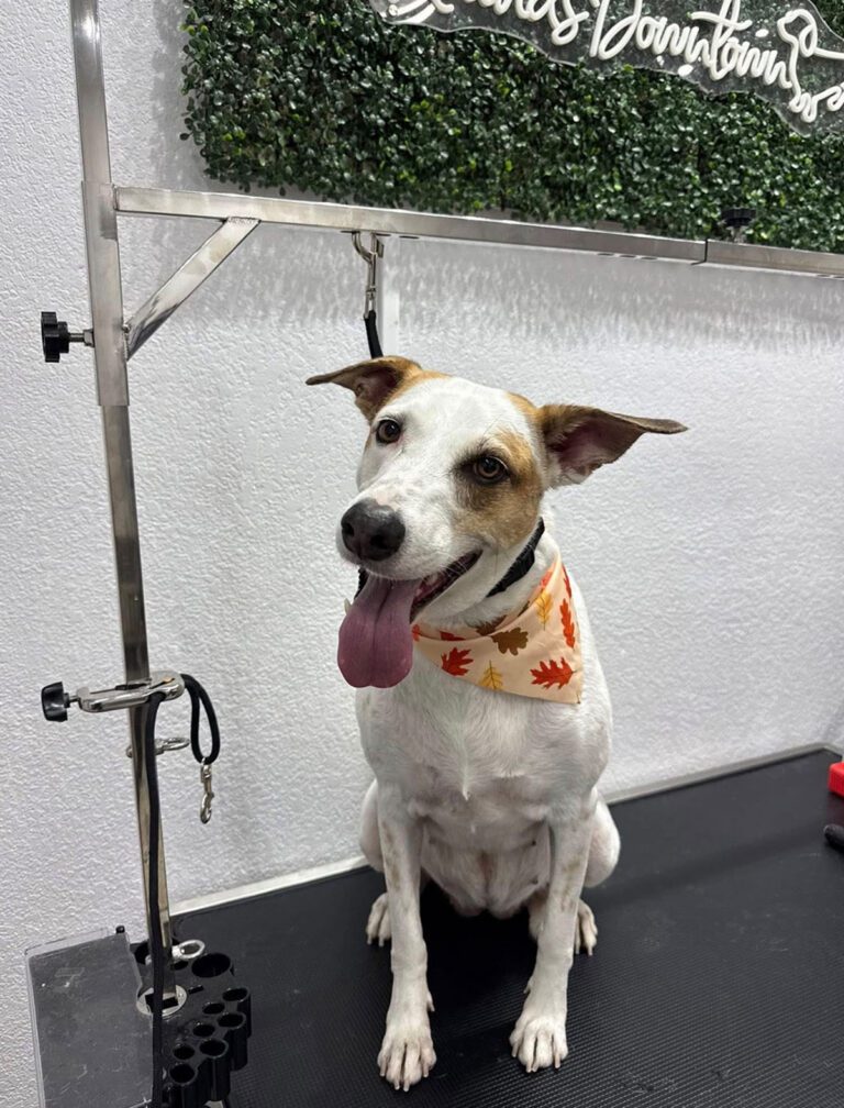 A happy dog in a bandana sits on a grooming stand