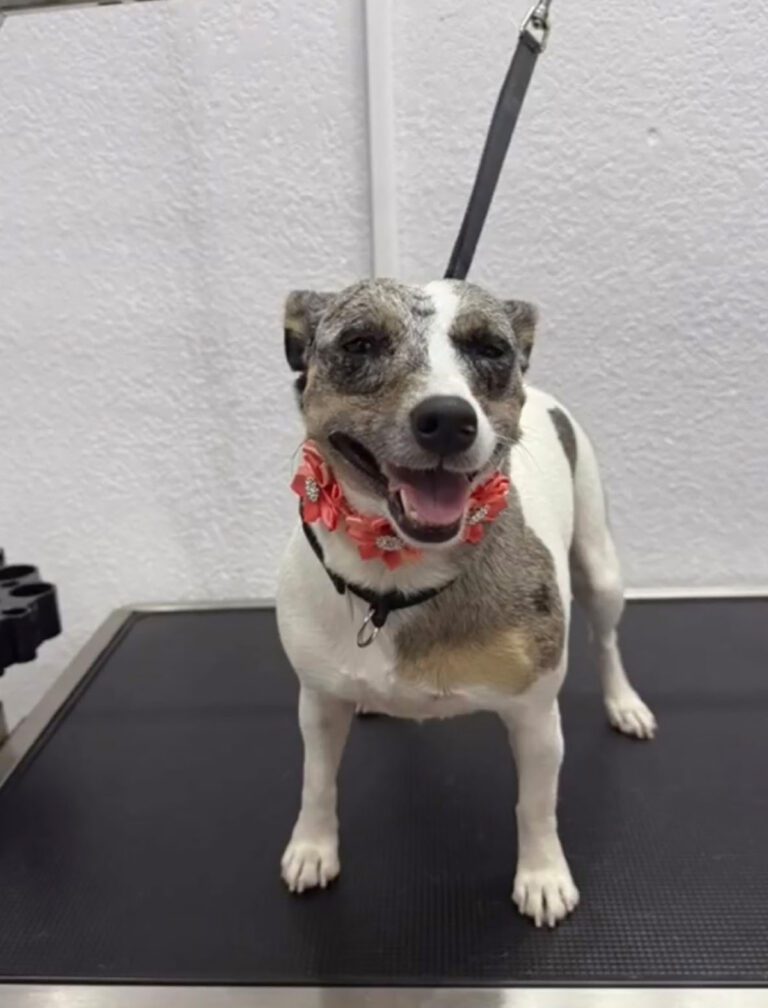 A dog smiles after a haircut
