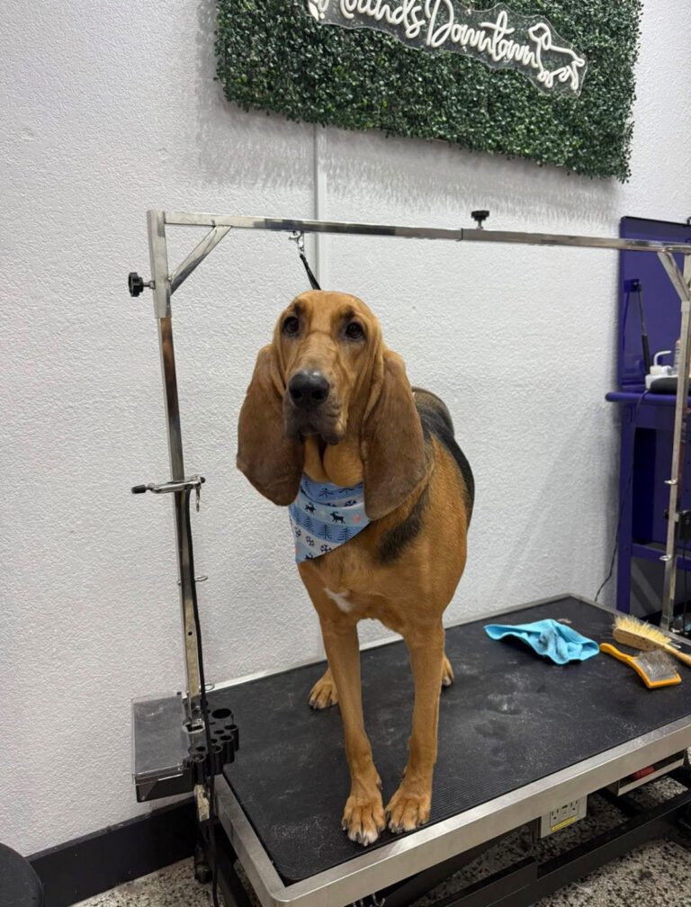 A hound dog wearing a blue bandana
