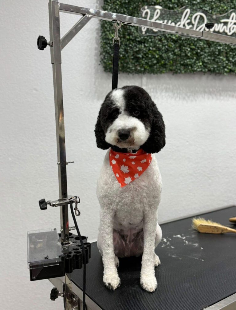 A black and white dog wearing a bandana after a haircut