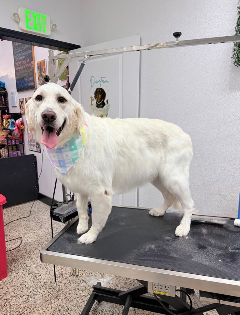 A dog smiles while wearing a pastel bandana