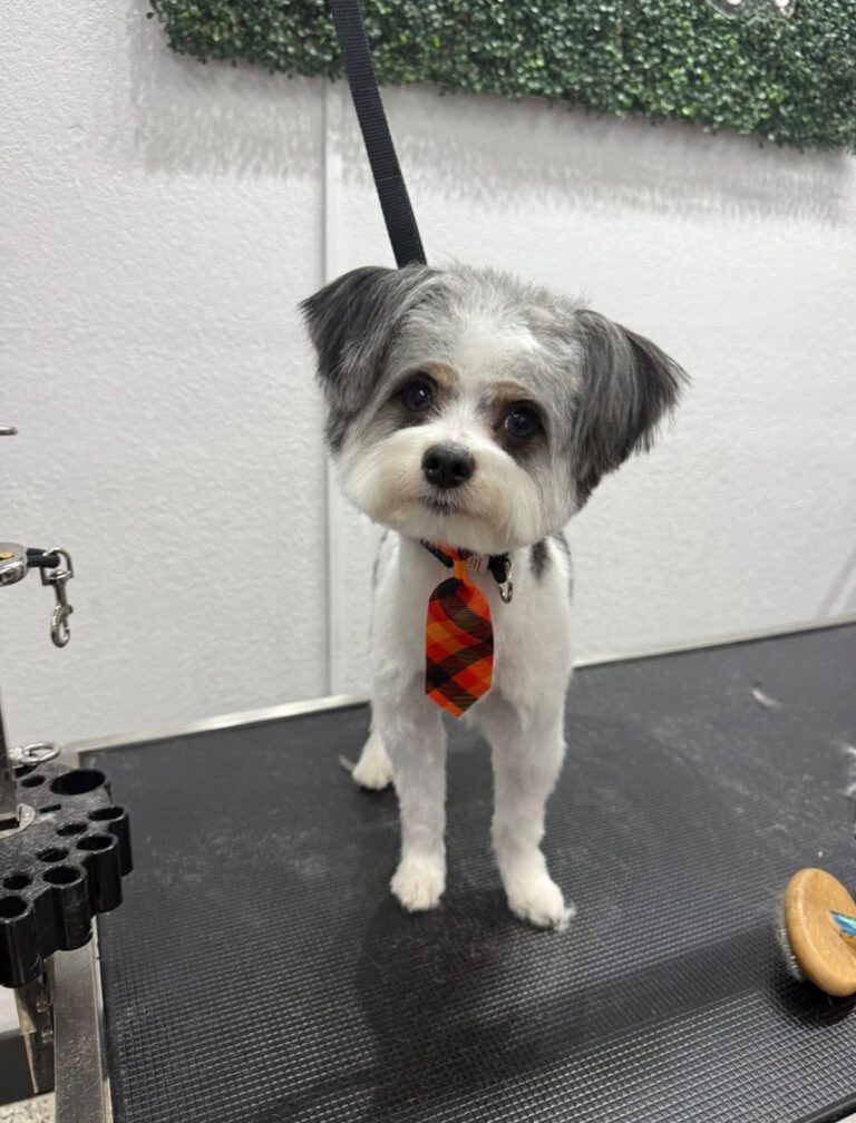 A little dog wears a red tie
