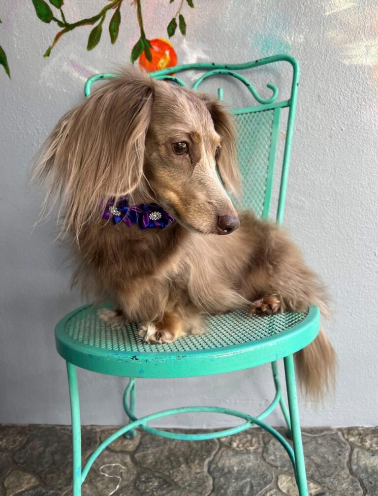 A little dog posing on a teal chair