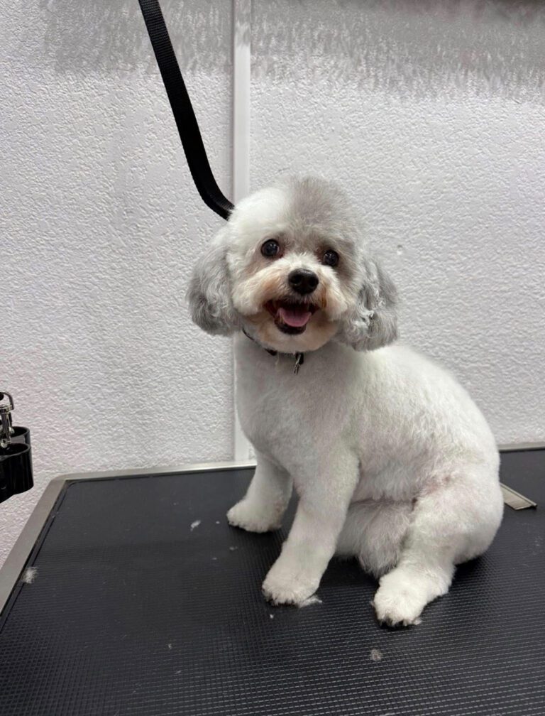 A happy little dog likes its haircut
