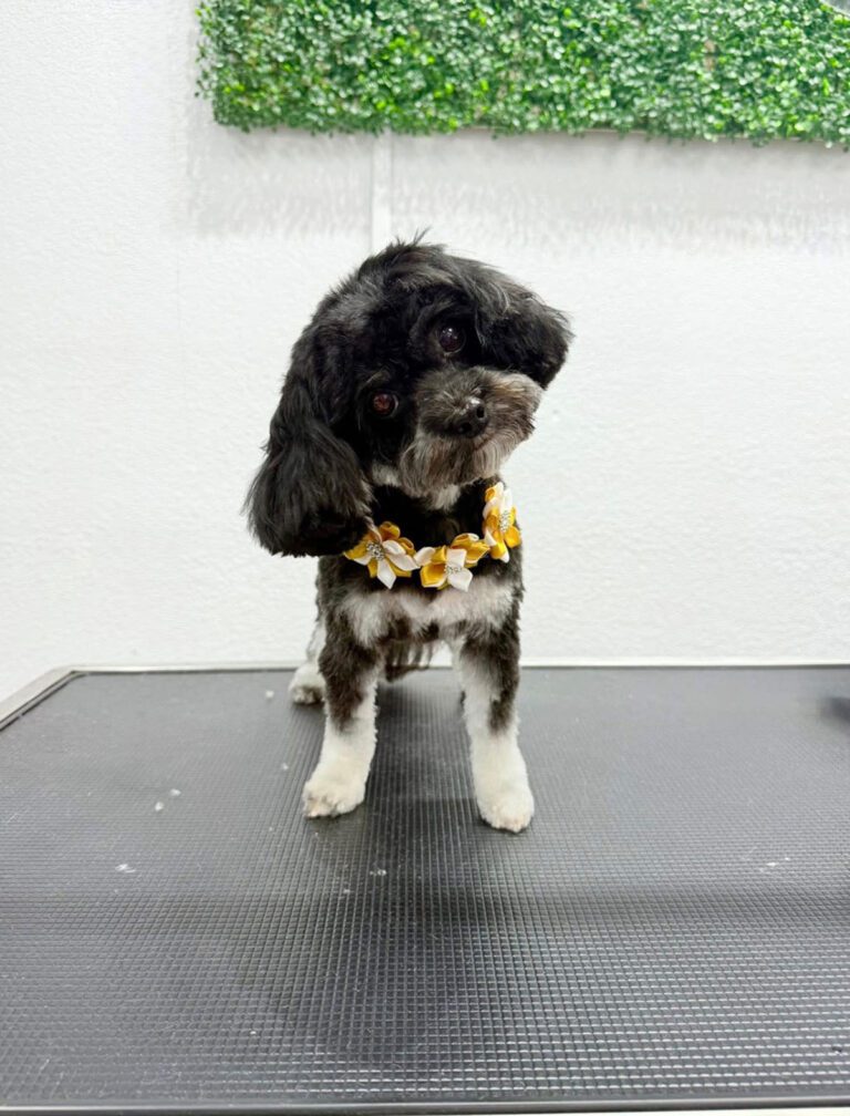 A little dog tilts its head after a groom