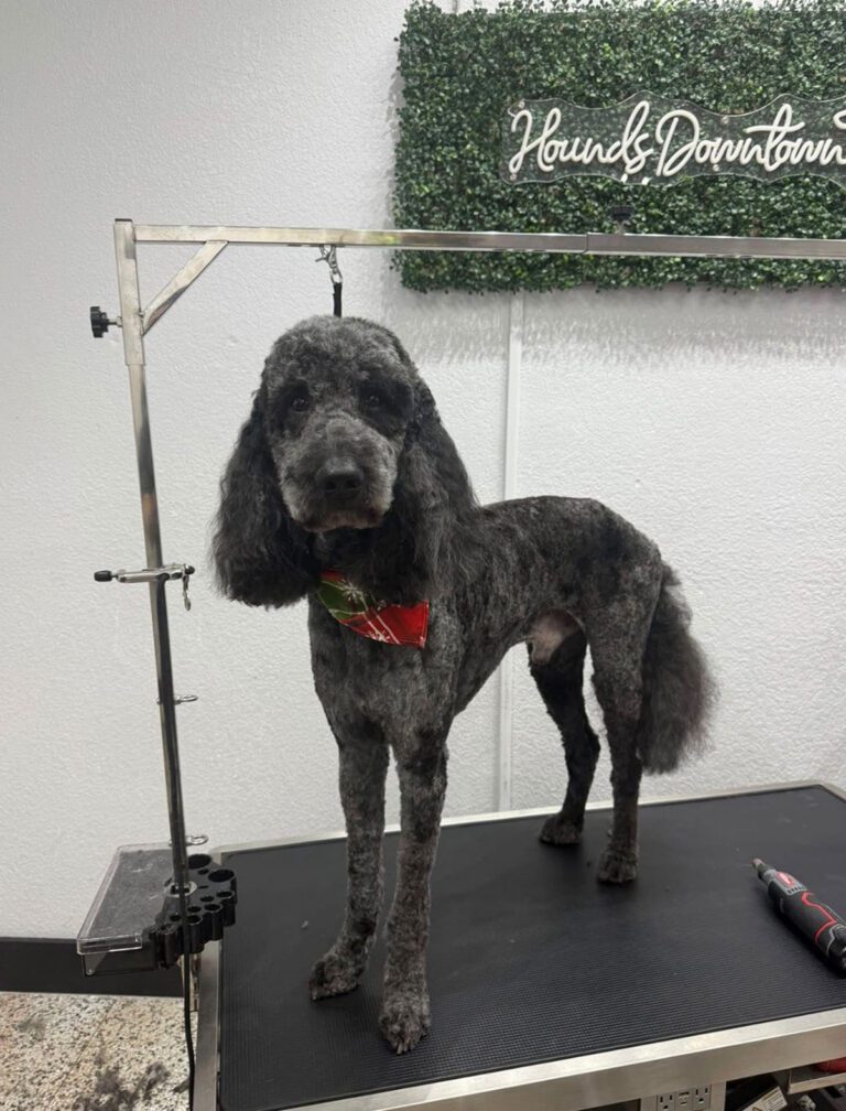A black poodle standing after a new haircut