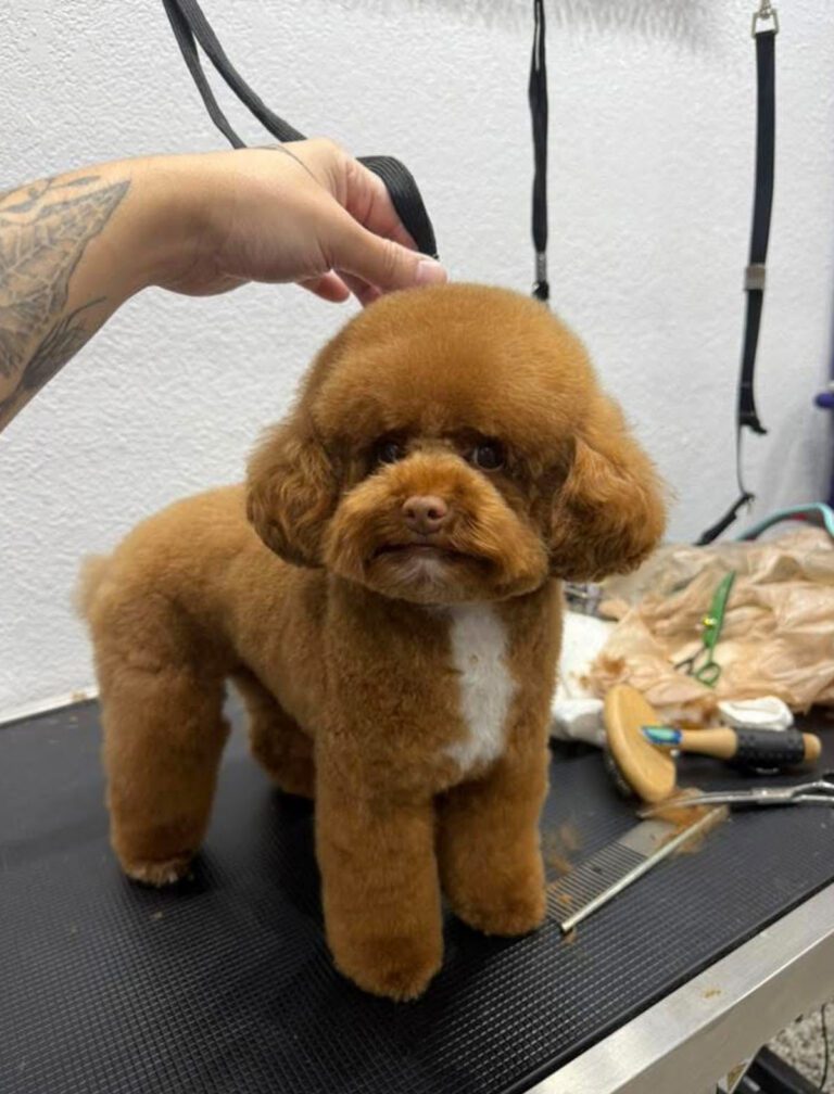 A little fluffy brown dog has a fresh hair style