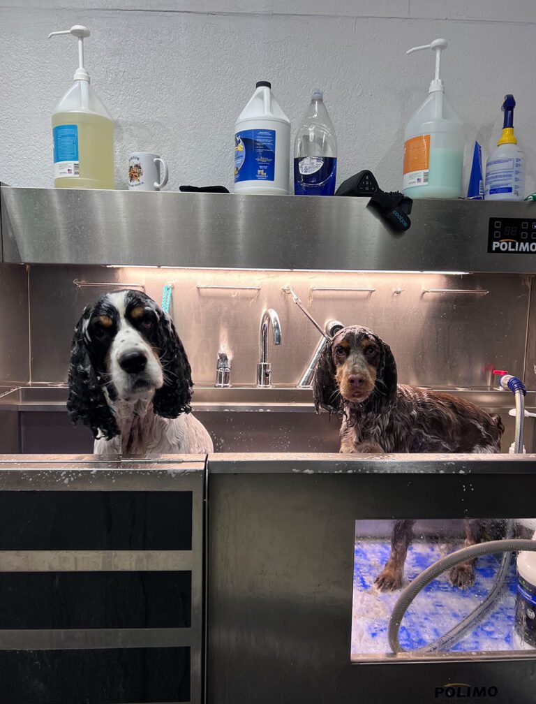 Two dogs get a bath together