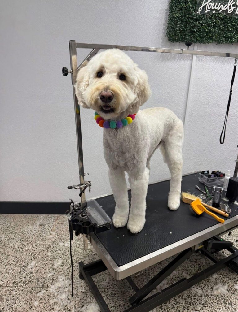 A new haircut for a large white dog